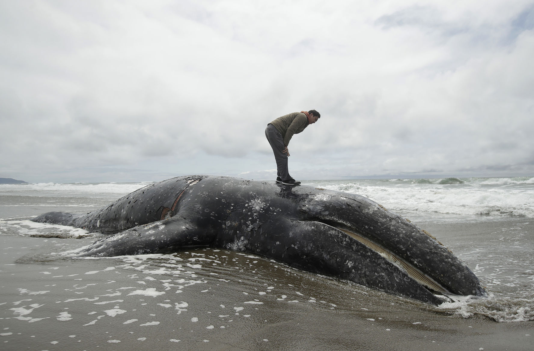 Dead Whale